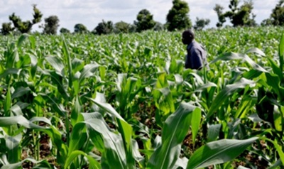 Farm Produce Off-Taking and Supply