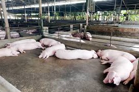 Livestock farming operation